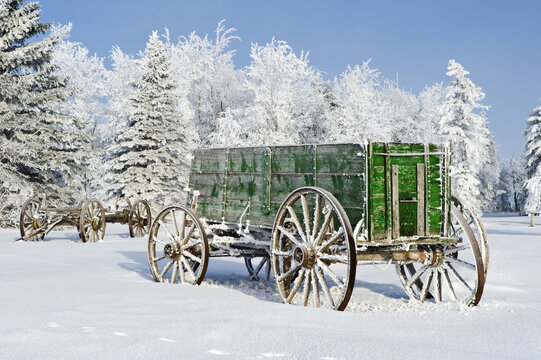 old wagon in the snow with hoarfrost on trees