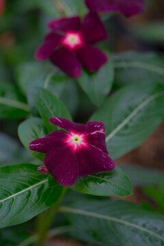 Dark purple Vinca flower (Caranthus roseus) , Madagascar periwinkle flower on the garden. Pink Vinca Flowers