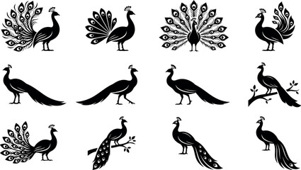 Fototapeta premium Black and white peacock illustrations in various poses with clean copy space for editorial and commercial use