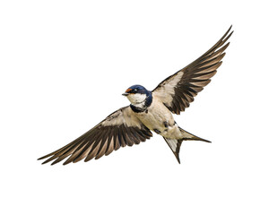 Obraz premium Barn swallow in flight with wings spread wide against black solated on transparent background