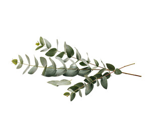 Eucalyptus branch with elongated green leaves on black solated on transparent background © PNG Studio 99