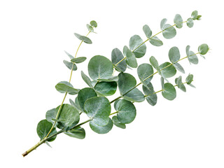 Eucalyptus branch with round green leaves on white solated on transparent background © PNG Studio 99