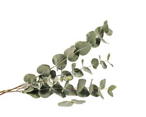 Eucalyptus branches with round green leaves on black solated on transparent background © PNG Studio 99