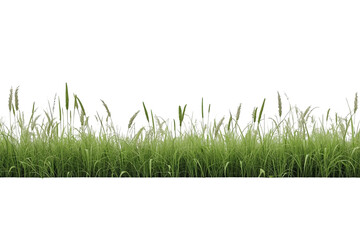 Fototapeta premium Modern green grass border strip front view