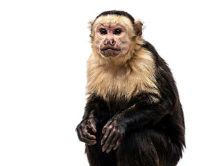White-headed capuchin monkey sitting with dark fur and pink solated on transparent background © PNG Studio 99