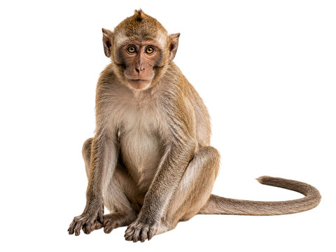 Young monkey sitting and looking directly at the camera on a solated on transparent background