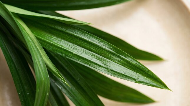Fresh Pandan Leaves Close Up with Glossy Green Texture