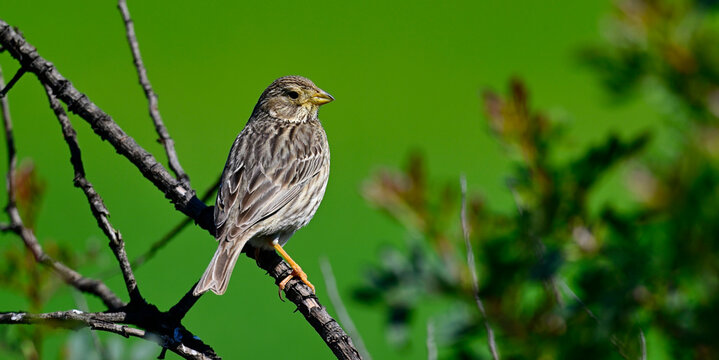 Grauammer // Corn bunting (Emberiza calandra) - Do&ntilde;ana Nationalpark, Spanien