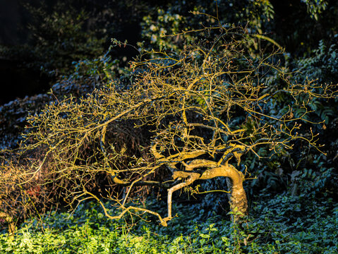 Witch Hazel (Hamamelis Species) Glowing In The Sun
