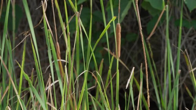 石垣島の水辺に群生するガマの穂と葉