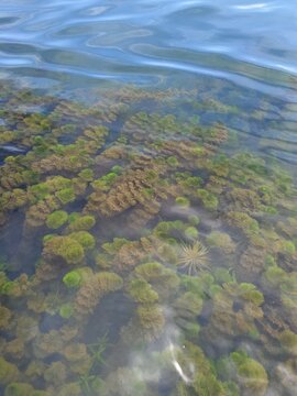 Clear Shallow Water Revealing Lush Green Underwater Plants and Vegetation in Riverbed Habitat