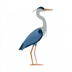 Obraz premium transparent great blue heron flat vector illustration in blue gray tones