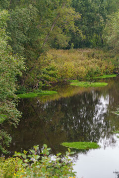 A calm, dark river winds beneath dense overhanging trees, with patches of floating green algae drifting nearby. Lush foliage reflects softly on the still water surface in this tranquil forest scene