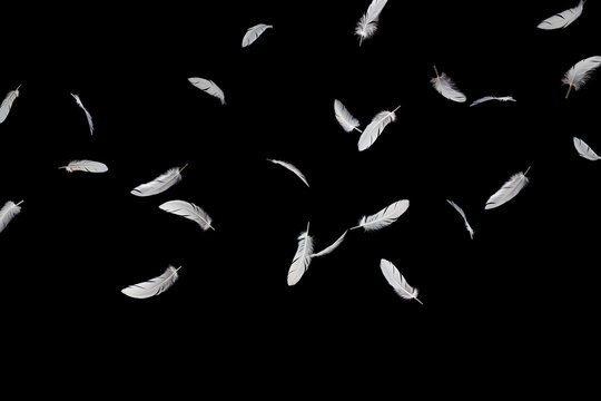 Abstract White Bird Feathers Flying on Black. Fluffy Downy Feather. Feathers Falling in the Dark. Symbol of Peace and Freedom. Feathers on Black Background.	
