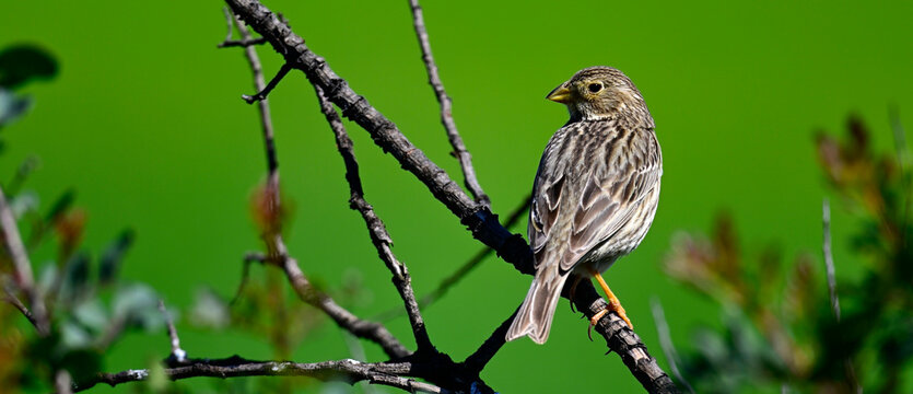 Grauammer // Corn bunting (Emberiza calandra) - Do&ntilde;ana Nationalpark, Spanien