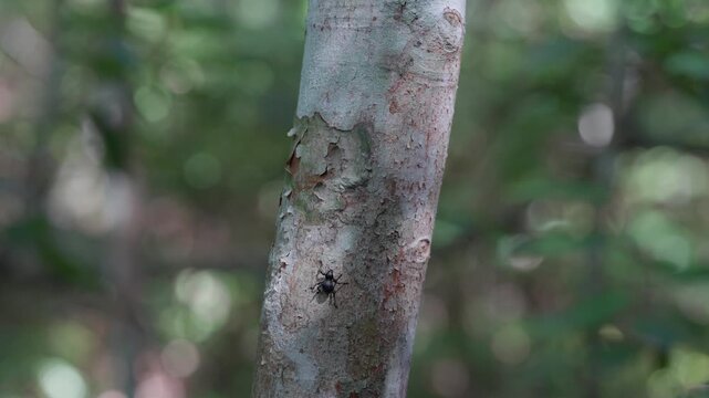 石垣島の森で木を登る途中に落下するクロカタゾウムシ