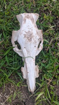 pig skull