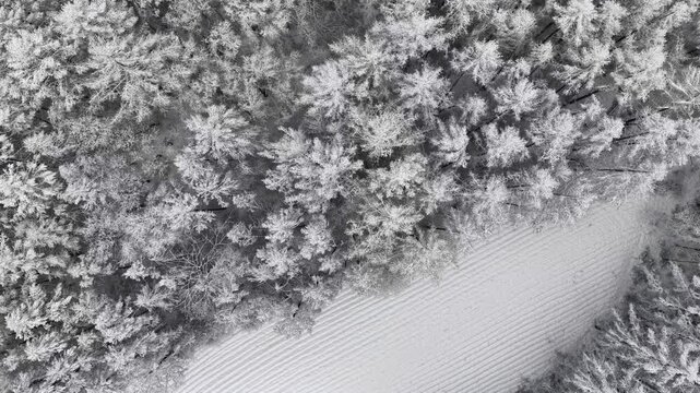 Aerial View of Snow Forest Edge Meeting Open Snowy Field