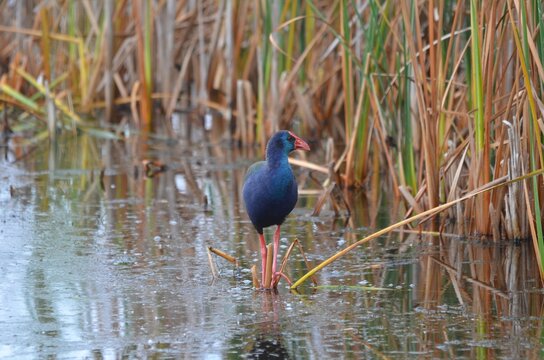 African Purple Swamphen at the Rondevlei Bird Hide in Wilderness
