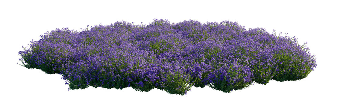 platycodon grandiflorus clump (balloon flower, chinese bellflower, japanese bellflower) isolated PNG on a transparent background premium nature cutout