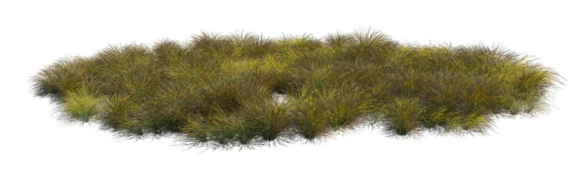 anemanthele lessoniana clump (pheasant's tail grass, new zealand wind grass, stipa arundinacea) isolated PNG on a transparent background premium nature cutout