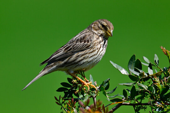 Corn bunting // Grauammer (Emberiza calandra) - Do&ntilde;ana National Park, Spain