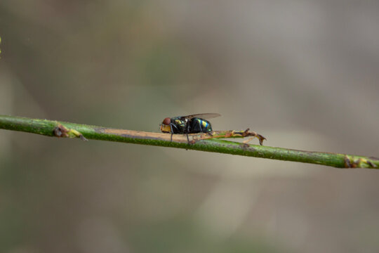 Macro Close Up Green Bottle Fly Perched on Plant Stem Outside
