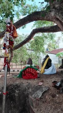 Hindu deity statues and a traditional shrine beneath a large sacred tree at the historic Munneswaram Temple in Chilaw Sri Lanka.