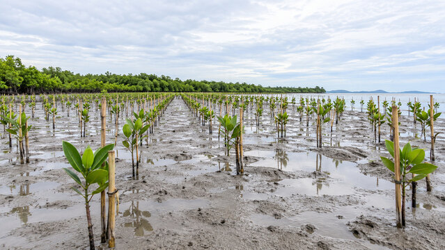 Rows of young mangrove saplings planted in tidal mudflats under a cloudy sky