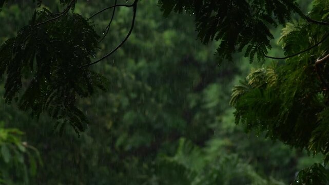 Rain falling in lush green tropical garden with tall trees and dense foliage, peaceful natural rainy atmosphere stock video clip.