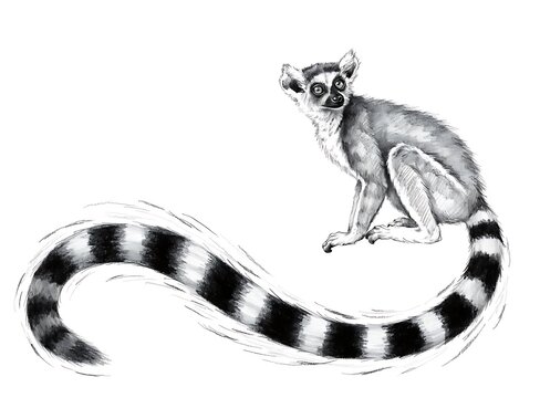 Ring-tailed lemur sitting on tree branch with curled tail