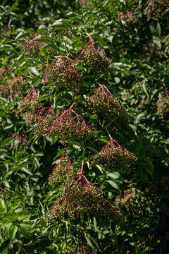 Green unripe elderberry berries on a branch with green leaves.