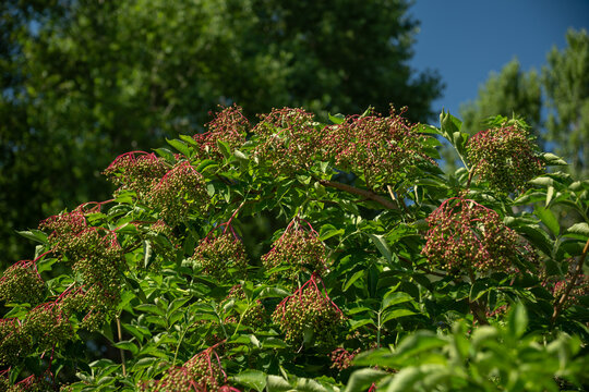 Green unripe elderberry berries on a branch with green leaves.