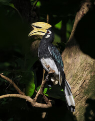 Wild oriental pied hornbill perched on a branch. this photo was taken from Chittagong, Bangladesh © Tareq