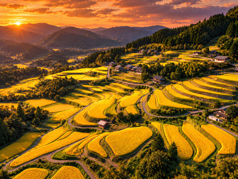 Golden Japanese Rice Terraces Illuminated by Sunset Before Harvest