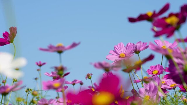 風に揺れるコスモス畑の動画