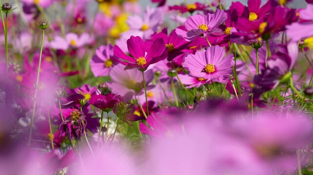 風に揺れるコスモス畑の動画