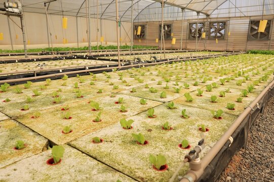 Rows of floating raft lettuce beds inside a hydroponic greenhouse