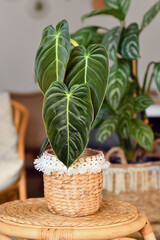 Exotic 'Philodendron Melanochrysum' houseplant with long velvet leaves in basket flower pot © Firn