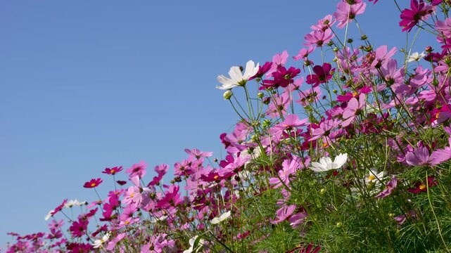 風に揺れるコスモス畑の動画