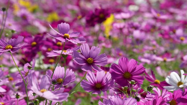 風に揺れるコスモス畑の動画