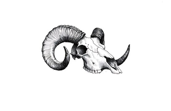 Ram skull with large curved horns illustration