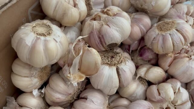 Close Up of Fresh Organic Garlic Bulbs in Traditional Market Basket