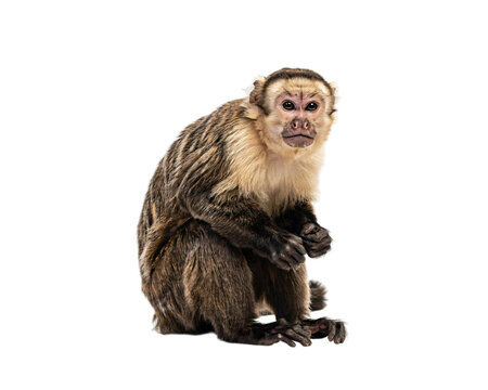 Capuchin monkey sitting and looking directly at the camera solated on transparent background