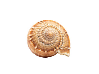 Close-up of a snail shell spiral pattern with earthy tones solated on transparent background © PNG Studio 99
