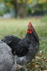 Wyandotte chicken rooster on the farm © Afshan