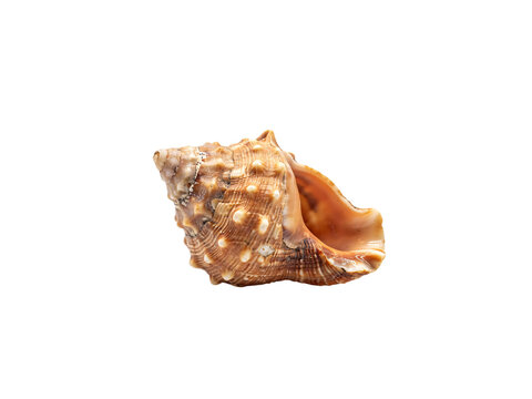 Large brown and white conch seashell isolated on white solated on transparent background