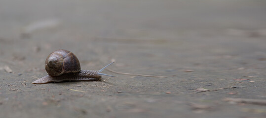 A close-up of a brown garden snail crawling on a textured surface. The snail has a spiral shell and extended tentacles, showcasing its slow movement. © Татьяна Зернова
