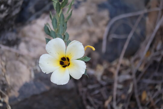 Beautiful Turnera subulata flower blooming with white petals