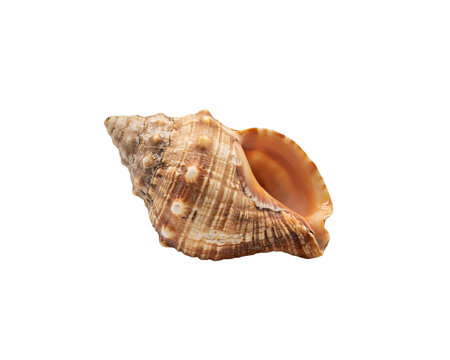 Seashell with brown and white stripes on black background, solated on transparent background